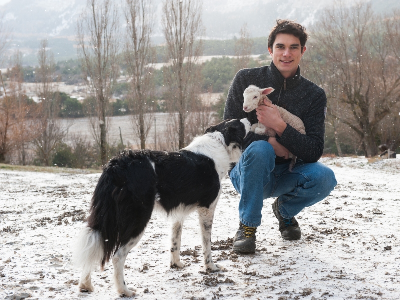 Border-Collie with lamb