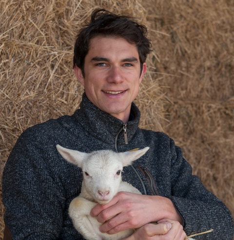 Merino lamb